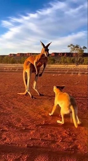 Kangaroo vs. Dingo: Epic Outback Standoff! 🥊🇦🇺 #Wildlife #Australia #Showdown