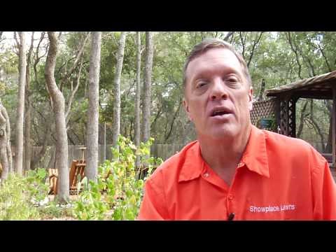 Lawn Care Tips : How to Remove Grass Fungus