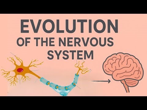 The Evolution of the Nervous System: From Simple Nerves to the Human Brain 🧠