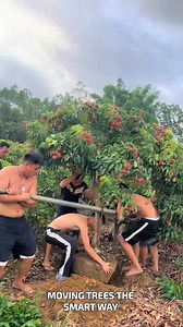 Moving Trees the Smart Way #SmartFarming #TreeLifting #FruitHarvest | Fatafatnews