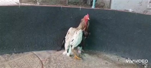 ขาว จอมโหด 0928536728. คุณได้รับคำเชิญให้เข้าร่วม "สายสโล่หลังรัวๆ กระบี่มือหนึ่งฟาร์ม" โปรดแตะลิงก์ด้านล่างเพื่อเข้าร่วมโอเพนแชทนี้ https://line.me/ti/g2/DQHTnMxQEinnNwM2K16jlhkkMLoOfEKGWtVLXg?utm_source=invitation&utm_medium=link_copy&utm_campaign=default | มานพ รักบุญ