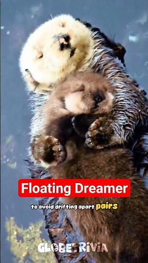 Calm World of Sea Otters