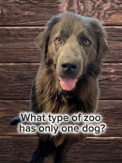 Hilarious Dog Jokes That Will Make You Laugh