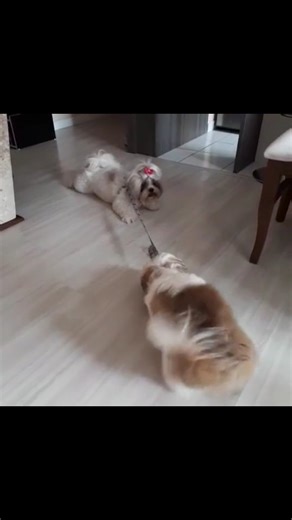 Théo Firefox (Shitzu) on Instagram: "#tbt do dia que viralizei com o meu clipe da Rita kkkk #theofirefox #shitzu #meme #globoplay"