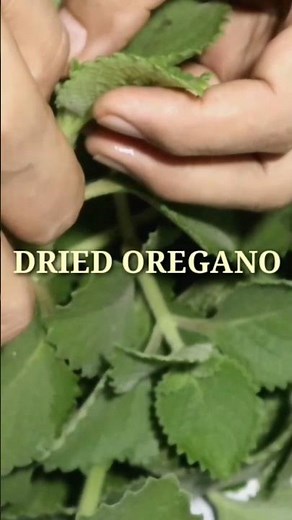 How To Make Dried Oregano