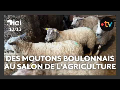 Des moutons du boulonnais au Salon de l'agriculture 2026