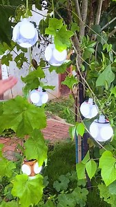 🌞 Light up your world with our Solar Lantern! ☀️ Easy to use and oh-so-versatile, this little gem is a must-have for any outdoor adventure or cozy backyard hangout. Just set it in the sun to charge or plug it in – either way works like magic! Grab Yours Here: https://amzn.to/3SFm83b 🌳 Need a little ambiance for your outdoor soirée? No problem! Our Solar Lantern can hang in a tree or anywhere you need light, adding a touch of enchantment to any setting. It's like having your own personal firefl