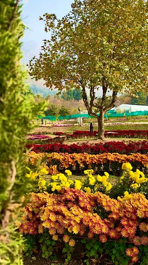 Agar ladki tumhe koi mile #beautiful #virals #explore | Jammu and Kashmir Explorer