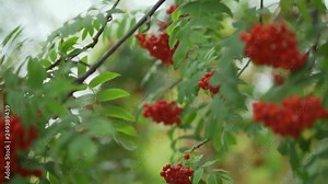 Rowan grows on a tree. Detail of an orange berries of Sorbus aucuparia(rowan or mountain-ash) tree, growing in autumn. Stock Video