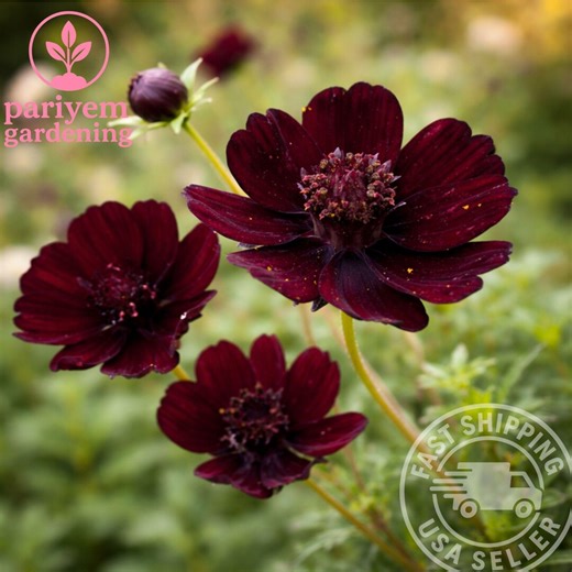 Chocolate Cosmos Seeds – Fragrant Dark Blooms, 200  Seeds - Etsy