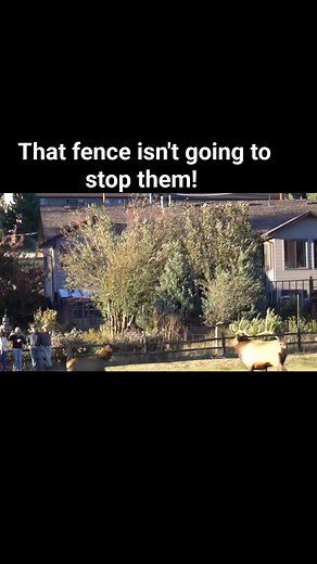 These two bull elk didn't like these people being so close! #bullelk #elk #elkrut #elkseason #estespark #estesparkcolorado #colorado #coloradowildlife #wildlife #wildlifevideos #foryou #reels #animals | Colorado Adventures