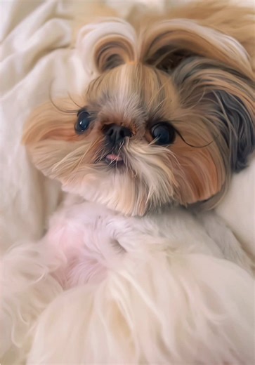 Enjoying Lazy Days as a Pampered Shih Tzu
