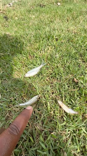 ✅Small Fish Gets a Second Chance at Life!🐟 #viral #fish #hugefish #sea #shorts #viral #fishing