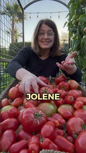 4 Tomatoes That Grow Well in Arizona