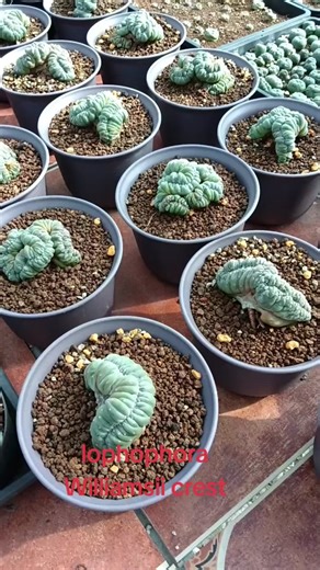 Lophophora Williamsii crest #lophophora #plant #plants #plantsoftiktok #cactus #farm #farmlife #williamsii #williamsiivariegated #fricii #friciiibo#williamsiii