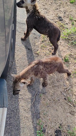 15K views · 192 reactions | Inquisitive hyena pups coming closer to our vehicle #wild #life #wildlife #epic #nature #animals #wow #amazing #safari #africa | African Bush Kingdom | Facebook