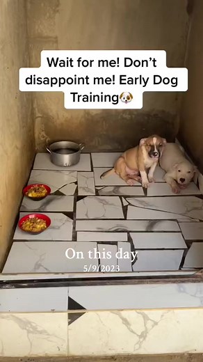 Train Your Dog to Eat Without Aggression: Tips and Techniques