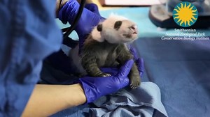 U.S., Chinese first ladies reveal baby panda's name