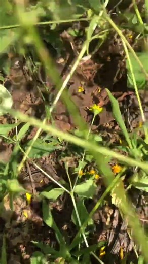 Nombre científico: Sphingidae, conocidas como “oruga esfinge” #oruga #polilla #insecto