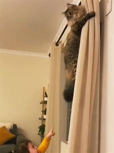 6 comportements drôles des chats à connaître