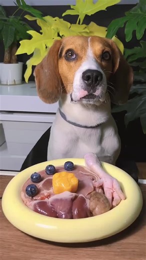 Natural Dog Dental Care: Chicken Feet as Teeth Cleaners