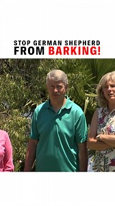 383K views · 6.5K reactions | Holiday Tips #9: How To Stop German Shepherd From Barking. You might know that German Shepherds are one of the most popular dogs, but did you know that they also are excellent at multi-tasking? This means the need a lot of activity to keep themselves occupied and in control. This holiday season make sure you institute a Happy Go Lucky mindset for your own German Shepherd! | Cesar Millan | Facebook