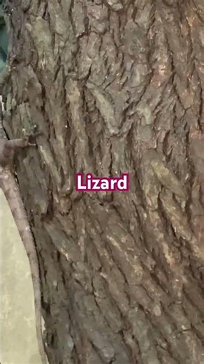 Inside the Castle of the Lizard King