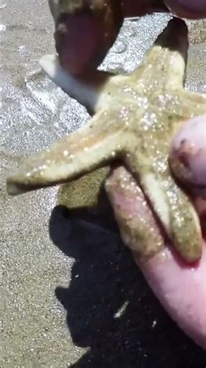 How to Find & Identify Sand Stars Under the Sand 🐚