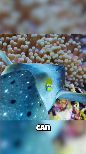 Cuttlefish: The Ocean's Secret MIND CONTROLLERS?! 🤯