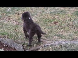 Border Collie Puppies For Sale