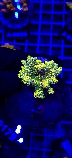 ⚡💛 Acropora Cytherea Pikachu Matecznik WYSIWYG #A0179 | Kingdom of Corals