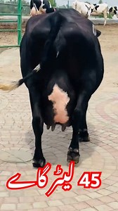 Big German Cow For Sell #cow #fb #dairycow #dairyfarm | cow tv