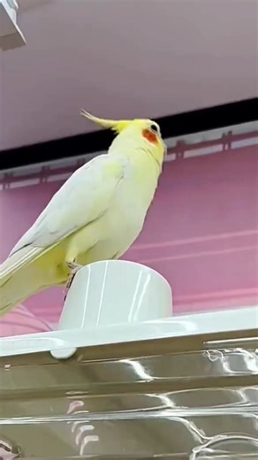 Adorable Cockatiel Jerry's Cute Singing and Dancing Moments ✨🦜🥰 #cockatielscraze #birdsinging #birdsingingcontest #FeatheredFriends #TooCuteToHandle #PetStars #pets #FunnyBird | Cockatiels Craze