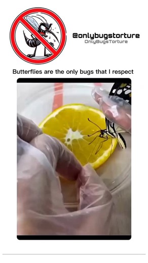 Onlybugstorture on Instagram: "Get ready to creep out!🐜💀 Bug torture, also known as entomological torture, has a dark history dating back to ancient times. 🤯 From the Romans to medieval Europe, insects were used to inflict pain and suffering. But why do people find it fascinating? Some say it’s the primal fear factor, while others are drawn to the morbid curiosity. 🔎 Dive into the twisted world of bug torture and explore the psychology behind it. #BugTorture #Entomology #TrueCrime #DarkHisto