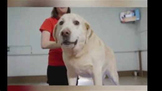 Do dogs have love languages?