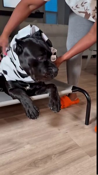 How long do you think Bane kept his costume on? 🤔😭 #bane #banethedog #dogcostumes #raisingbane