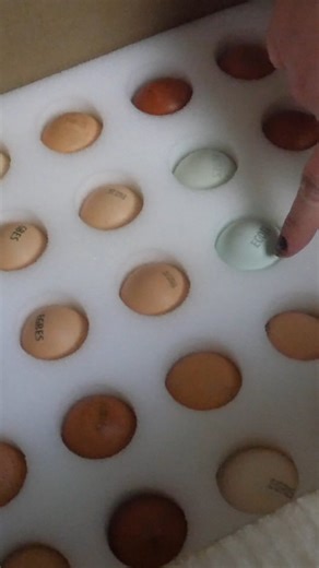 What chicken breeds are on your wishlist this year? | Mother Earth News