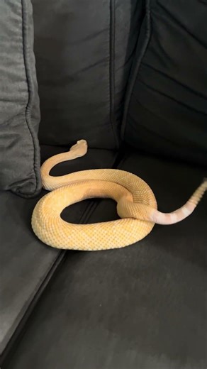 I FOUND My Venomous Albino Rattlesnake On My Couch! 🛋️🐍 #shorts #rattlesnake #snake