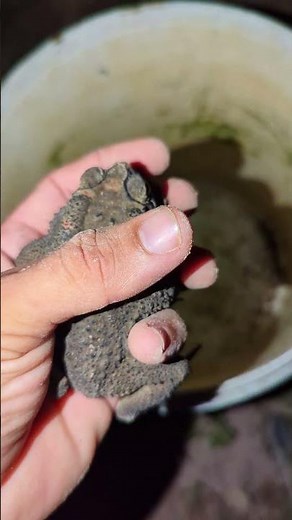 Funny catch frogs | green frog flying | funny jumping frog meme | Tep longheng funny frog