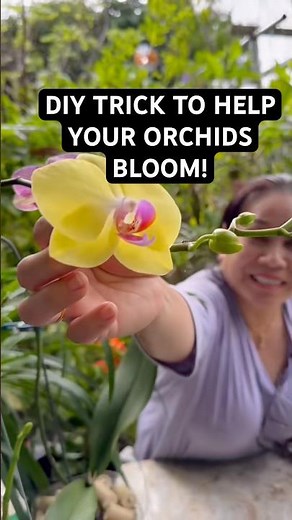 Garlic + water = happier orchids? It’s worked for so many of you! #orchid #orchids #bloom #flowers