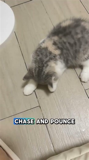 Why Do Cats Love Chasing Bugs #WhyCatsDoThis #CatFacts