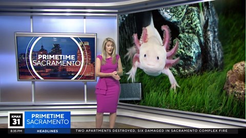 How do axolotls regrow limbs? | The Answer