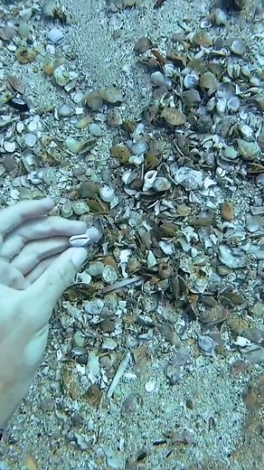The shell 9 months later 🤰 #hawaii #underwater #ocean #swim #swimming #dive #diving #diver #water #explore #adventure #fyp #foryou #hawaiian #hawaiilife #hawaiianstyle #mahalo #oceanlife #tropics #oceanside #oceanviews #lost #aqua #aquascape #underwaterworld #underwaterlife #underwaterphotography | CEO Of The Ocean