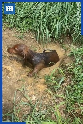 I don’t know why dogs love muddy puddles so much! 😂❤️ via Jukin Media | Daily Mail Video