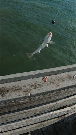 Virginia Beach Pier Fishing