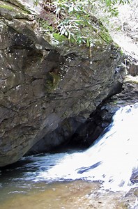 Flycatcher bird nest