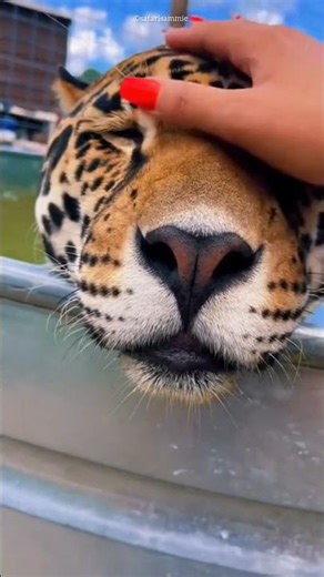 Owner Saves Overweight Jaguar in the Sweetest Way 🥺💧