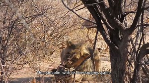 3.6K views · 72 reactions | Lion vs Pangolin! And what a moment it...