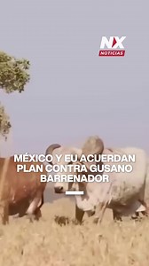 31K views · 243 reactions | México y EU acuerdan plan contra gusano...