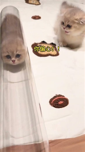 Cat: I'm really impressed! Old 6#Manky Kong Dwarf #Blue Golden Tabby #Cute Pet Debut Plan